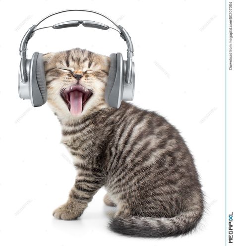 Singing funny cat or kitten in headphones Singing Funny, Cat Headphones, Wearing Headphones, Koci Humor, Vocal Coach, Vector Christmas, Good Day Song, Music Artwork, Funny Cat Memes