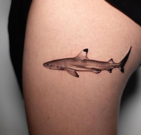 Dugong Tattoo, Black Tip Reef Shark, Blacktip Reef Shark, Black Tip Shark, Archangel Tattoo, Shark Tattoo, Reef Shark, Shark Tattoos, Turtle Tattoo