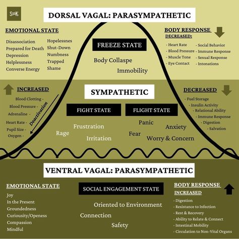 Dorsal Vagal, Nervous System Diagram, Dysregulated Nervous System, Nervous System Anatomy, Sympathetic Nervous System, Polyvagal Theory, Nervus Vagus, Parasympathetic Nervous System, Counseling Psychology