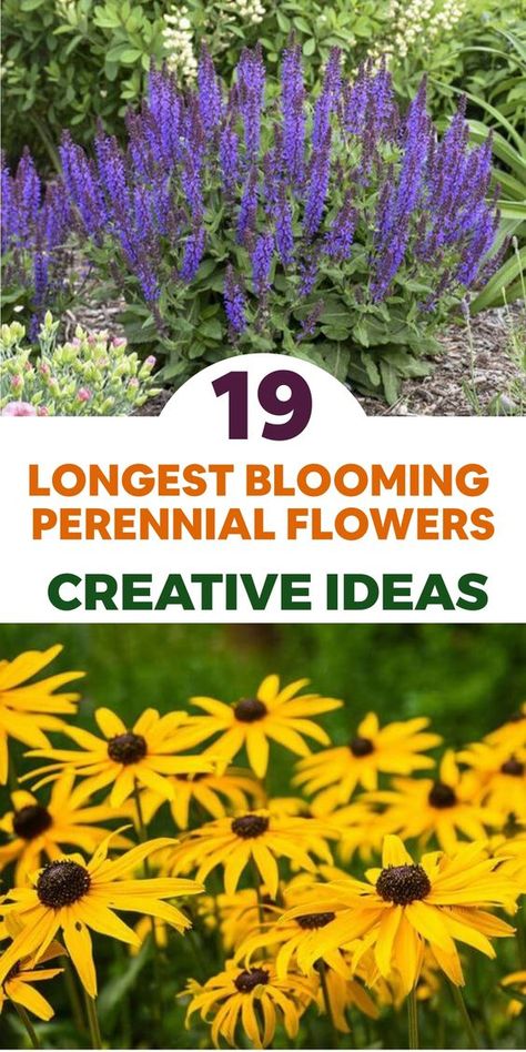 Create a garden that delights year-round with these perennial flowers. The Blanket Flower boasts vivid blooms from early summer to fall, while the Coneflower adds charm with its unique petals blooming for up to three months. Delphiniums stand tall in late spring and Peonies bring elegance and lasting fragrance. Coreopsis offers cheerful yellow flowers from summer to fall. Plant these beauties for year-long color! Flowering Perennials Sun, Landscaping With Wildflowers, Fall Planting Perennials, Coreopsis Flower, Yellow Perennials, Perennial Garden Design, Lawn Repair, Perennial Garden Plans, Landscaping Shrubs