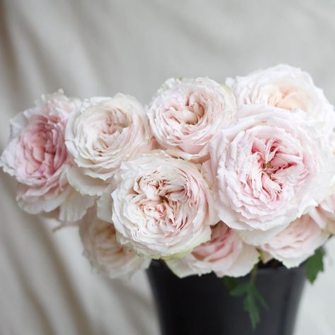 "A very pale blush pink garden rose, this one is called Tsumugi. A good size bloom that works well for bridal work and for centerpieces." Thanks, @garden.roses.direct! Pink Garden Rose, Flower Ceremony, Neat Garden, Wholesale Roses, Flowers For Sale, Light Pink Rose, Growing Roses, Garden Rose, Pink Garden