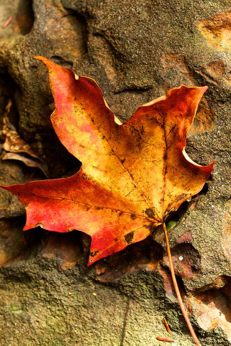 Maple Leaf on Sandstone by Jim Crotty Maple Leaf Aesthetic, Maple Leaf Photography, Autumn Leaf Photography, Witcher 4, Watercolour Reference, Leaves Photography, Autumn Leaves Background, Autumn Leaf Color, Leaf Artwork