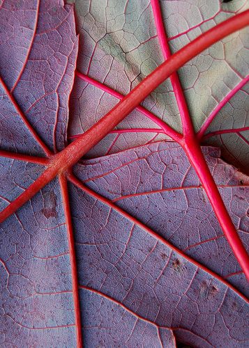 I just love when they turn this color!  Not sure which tree it comes from , i will have to look it up... Stylist Drawing, Foto Macro, Natural Structures, Texture Inspiration, Nordic Interior, Abstract Photography, Natural Forms, Patterns In Nature, Color Textures