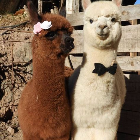 @happinessbtq posted to Instagram: Awww! Couple goals! 💕 Tag someone!   Via @alpacagear  ______________________ #love #loveit #couple #couplegoals #socute #cutenessoverload #romantic #romanticdate #animals #cuteanimals #animallovers #alpaca #alpacasofig #alpacasofinsta #alpacagram #alpacalover #explore #adventure #discover #adorable #wildlife #animalsofinstagram #instaanimals #animalsofig #nature #naturelover #happinessbtq #inspiration #f4f #l4l Alpaca Wedding, Alpaca Funny, Baby Zoo, Alpaca Farm, Cute Alpaca, Llama Alpaca, Cute Llama, Basset Hounds, Most Beautiful Animals