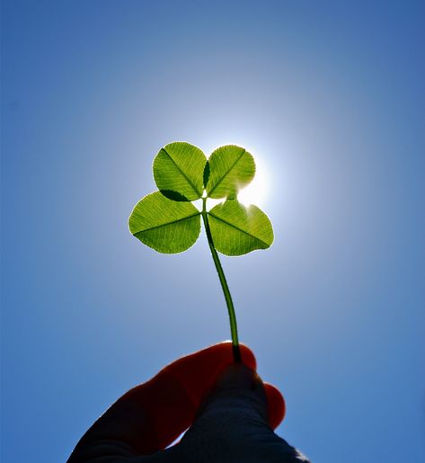 Everyday we wear green, but we are REALLY repping our favorite color today for St. Patrick's Day!  Here are a few fun fact about the infamous four leaf clovers:  🍀 There are roughly 10,000 three-leaf clovers for every "lucky" four-leaf clover 🍀 The fourth leaf can be smaller or a different shade of green than the other three leaves 🍀 The lucky clovers are a four-leafed variety of white clover, also known as Trifolium repens 🍀 Four-leaf clovers were considered Celtic charms and were believed Trifolium Repens, Lucky Four Leaf Clover, White Clover, Just My Luck, Three Leaf Clover, 4 Leaf Clover, 4 Leaves, Different Shades Of Green, Four Leaves