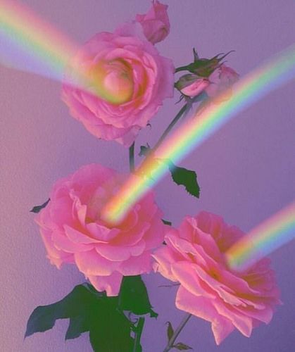 b l o o m https://t.co/ScRHBCuPoE A Rainbow, Roses, Rainbow, Iphone, Tumblr, Pink