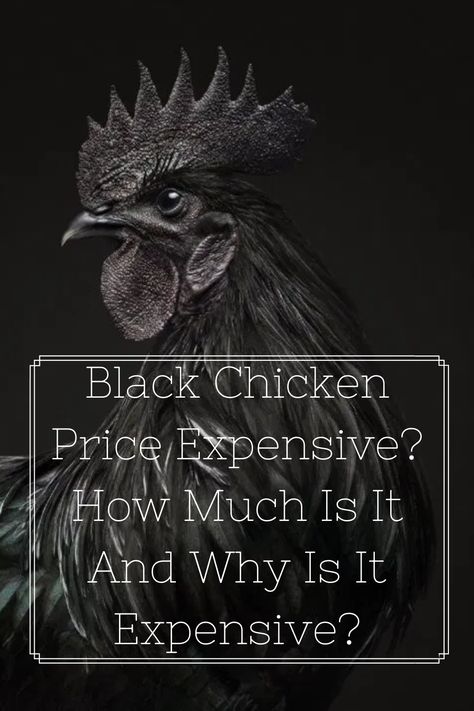 Ayam Cemani Chicken, Cemani Chicken, General Chicken, Chicken Breeds Chart, Ayam Cemani, Polish Chicken, Black Chicken, Black Chickens, Coop Ideas