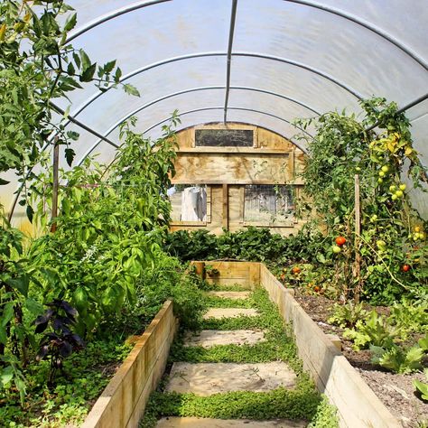 Tui Garden & Home on Instagram: “Greenhouse goals from Laura @thekiwicountrygirl 😍 is anyone else growing in a greenhouse or another innovative way to keep their crops nice…” Greenhouse Goals, Greenhouse Crops, Growing In A Greenhouse, Coral Island, Pattern Language, Greenhouse Growing, Strawberry Plants, Early Winter, Earthship