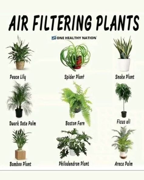 Air Filtering Plants 🌿 These houseplants are not just beautiful additions to your home but also powerful air purifiers. They help filter out harmful toxins and improve air quality, making your living space healthier. Top Air Filtering Plants: • Peace Lily: Filters Benzene and Formaldehyde • Spider Plant: Filters Xylene and Toluene • Snake Plant: Filters Benzene, Formaldehyde, and Trichloroethylene • Dwarf Date Palm: Filters Xylene and Toluene • Boston Fern: Filters Formaldehyde and Xylene • ... Air Filtering Plants, Houseplant Trellis, Plants Grown In Water, Date Palm, Philodendron Plant, Boston Fern, Spider Plant, Plant Care Houseplant, Recycled Garden