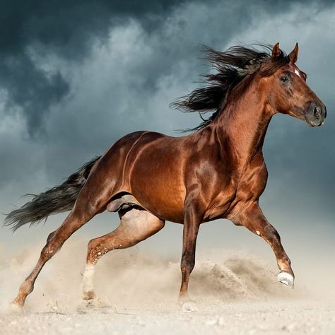 golden brown andalusian horse runs free in the desert 😘🐎❤🐎 **👇** ♣️ Like / Comment / Share if you like 📱 Follow @horses_new 📱 Follow… Brown Horses, Abstract Horse Art, Big Cats Photography, Wild Horses Running, Wild Horses Photography, Horse Rearing, Beautiful Horses Photography, Horse Running, Horses Running