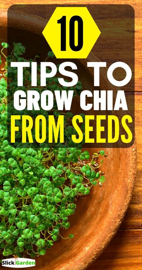 Chia Plant Diy, Grow Chia Seeds Indoors, How To Plant Chia Seeds, How To Sprout Chia Seeds, How To Grow Chia Seeds At Home, How To Grow Chia Seeds, Planting Chia Seeds, Chia Plant Growing, Chia Seed Growing