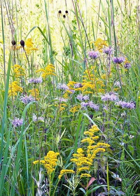 Flowers In August, Prairie Flowers, Prairie Flower, Meadow Garden, Painting Subjects, Free Library, Backyard Projects, The Meadows, Art Classroom