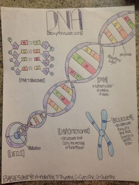 DNA Notes (Life Science) Dna Chart Ideas, Dna Aesthetic Drawing, Dna Poster Project, Structure Of Dna Notes, Dna Replication Model Project Biology, Dna Structure Drawing, Dna Fingerprinting Project, Dna Drawing Science, Dna Notes Biology