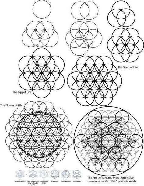 From the seed to the egg to the flower of life, It's all connected Scared Geometry, The Flower Of Life, Sacred Geometry Symbols, Sacred Geometric, Metatrons Cube, Sacred Geometry Art, Design Mandala, Geometry Pattern, Mandalas Design