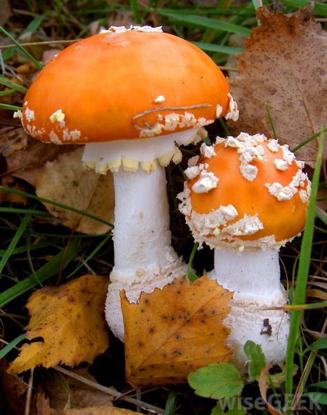 Fly Agaric Mushrooms (Amanita muscaria) Mushroom Inspiration, Mushroom Seeds, Beautiful Mushrooms, Fly Agaric Mushroom, Types Of Fungi, Lichen Moss, Mushroom Pictures, Amanita Muscaria, Fly Agaric