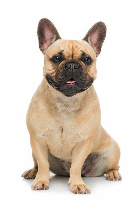 Pets Portrait, French Bulldog Breed, French Bulldog Facts, Puppy Sitting, Bulldog Breeds, Potty Train, French Bulldog Dog, English Bulldog Puppy, Cute French Bulldog