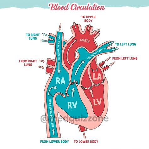 🔻Blood Circulation in the Human Heart 🫀 📍This diagram illustrates the pathway of blood circulation through the human heart. Blood flow is categorized by two distinct circuits: the pulmonary circuit and the systemic circuit. 1️⃣ Right Atrium (RA): Deoxygenated blood from the upper body enters the right atrium via the superior vena cava, and from the lower body via the inferior vena cava. 2️⃣ Right Ventricle (RV): Blood flows from the right atrium through the tricuspid valve into the righ... Blood Circulation System, Superior Vena Cava, Heart Blood Flow, Medical Assistant School, Tricuspid Valve, The Human Heart, Circulatory System, Medical Assistant, Human Heart