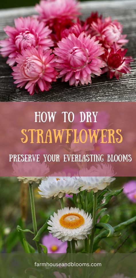 two pictures of strawflowers Dried Straw Flowers Craft, Best Flowers For Drying, Straw Flowers Craft, How To Dry Flowers And Keep Color, How To Dry Out Flowers, Dried Flower Crafts, Diy Dried Flowers, Diy Dried Flower Arrangement, Drying Flowers