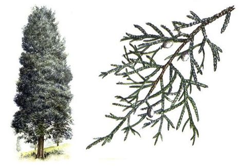 Eastern Red Cedar Eastern Red Cedar, Medicinal Herbs, Red Cedar, Wood Species, Cactus Plants, Herbs, Fragrance, Google Search, Tattoos