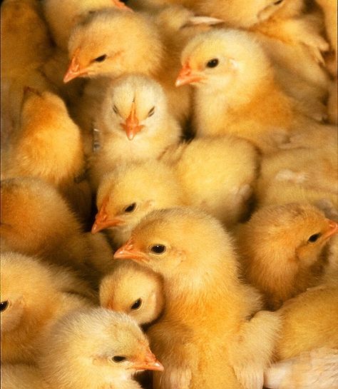 No One Wants To Do This Job That Kills 6,000 Chicks Per Day Cute Ducklings, Raising Backyard Chickens, Chicken Chick, Baby Chickens, Baby Yellow, Raising Chickens, Baby Chicks, Chickens Backyard, Mellow Yellow