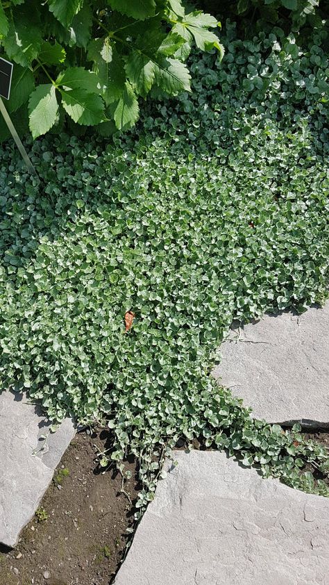 Can someone identify this ground cover? Frogfruit Ground Cover, Gardening Tools Names, Garden Magic, Landscape Architecture Drawing, Landform, Ground Covers, Starting A Vegetable Garden, White Garden, Gardening Gloves