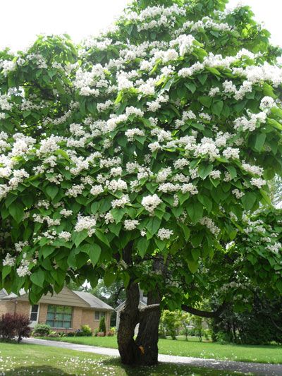 Northern Catalpa Tree, Catalpa Tree, Catalpa Bignonioides, Tree Growth, Witch Garden, Blooming Trees, Flower Pots Outdoor, About Nature, Pollinator Garden