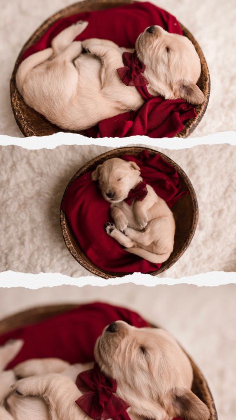 Newborn Dog Photoshoot, Puppy Christmas Photoshoot, Puppies Photoshoot Ideas, Puppy Newborn Photoshoot, Litter Of Puppies Photography, Christmas Puppy Photoshoot, Newborn Puppy Photoshoot Ideas, Litter Photoshoot, Puppy Litter Photoshoot Ideas