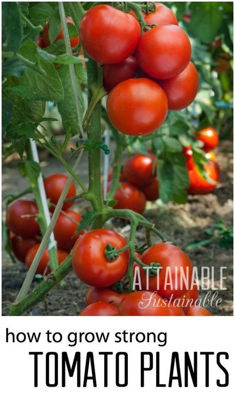 How To Plant Tomatoes, Tanaman Tomat, Attainable Sustainable, Plant Tomatoes, Tomatoes Growing, Growing Tomatoes From Seed, How To Grow Tomatoes, Harvest Garden, Tips For Growing Tomatoes