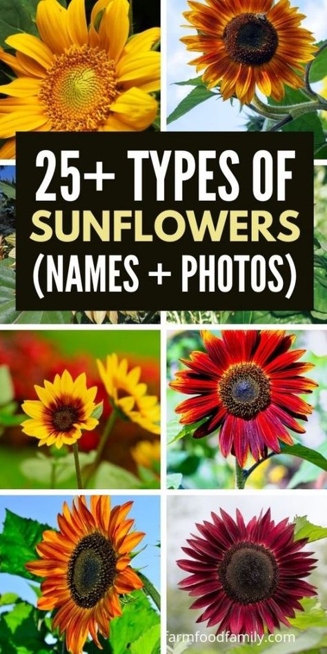 Types Of Sunflowers Flowers, Different Sunflower Types, Different Types Of Sunflowers, Sunflower Types, Pictures Of Sunflowers, Amber Flowers, Fall Gardening Ideas, Sunflower Facts, Fall Container Plants