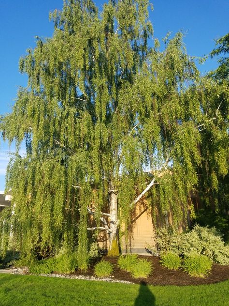 Betula pendula 'Dalecarlica'. Cutleaf Weeping Birch. Zone 2. 40'-50' high, 30'-40' wide. Weeping Birch, Betula Pendula, Landscape Plants, Trees Landscape, Street Trees, Plant Photos, Zone 2, Unique Trees, Birch Tree