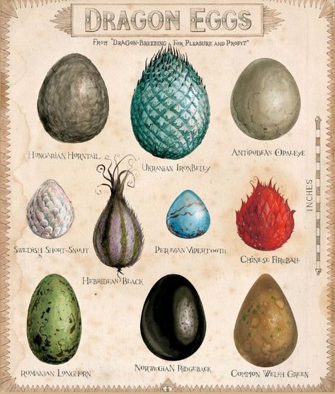 "Dragon Eggs," by Jim Kay for the illustrated *Harry Potter & the Philosopher's Stone* Imprimibles Harry Potter, Creaturi Mitice, Art Harry Potter, Tapeta Harry Potter, Dragon Eggs, Desen Realist, Buku Harry Potter, Theme Harry Potter, Desenhos Harry Potter