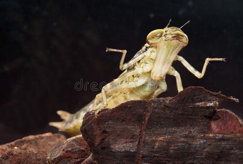 Dragonfly larva swimming insect predator. Dragonfly Anax emperor spreading its f #Sponsored , #Sponsored, #Advertisement, #larva, #insect, #emperor, #swimming Dragonfly Larvae, Bugs Life, A Bug's Life, Nature Images, Dragonflies, Bugs, Stock Images Free, Insects, Stock Images