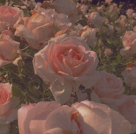 Rosé Core Aesthetic, Rosé Core, Terrence Loves You, Pink Cottagecore, Pink Photography, Aesthetic Roses, Ethereal Aesthetic, Rosé Aesthetic, Nothing But Flowers