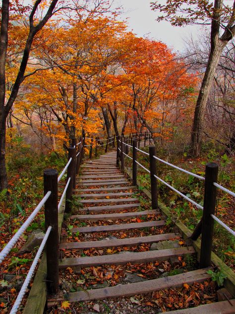 Fall leaves on the path to Baemsagol valley in Jirisan National Park in South Korea. Dream Photo, Walkways Paths, Korea Travel, Romantic Places, Fall Foliage, Fall Leaves, Scenic Views, Places Around The World, Beautiful World