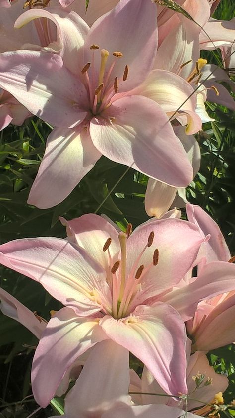 tiger lilies Lillies Aesthetic, Tiger Lily Bouquet, Tiger Lily Flowers, Prettiest Flowers, Love Outfits, Lily Wallpaper, Tiger Lilies, Pink Lillies, Stargazer Lily