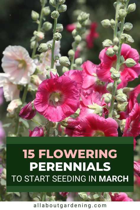 Thinking of seeding some perennials in the month of March, but aren't sure where to start? In this article, our gardening expert shares her favorite flowering perennials to start seeding in March! Come take a look! Self Seeding Flowers, Flowers To Plant In March, Seeds To Start In March, Starting Flowers From Seeds, Planting Flowers From Seeds, Flower Planting Guide, Flowers That Attract Butterflies, Seed Planting, Heart Plant