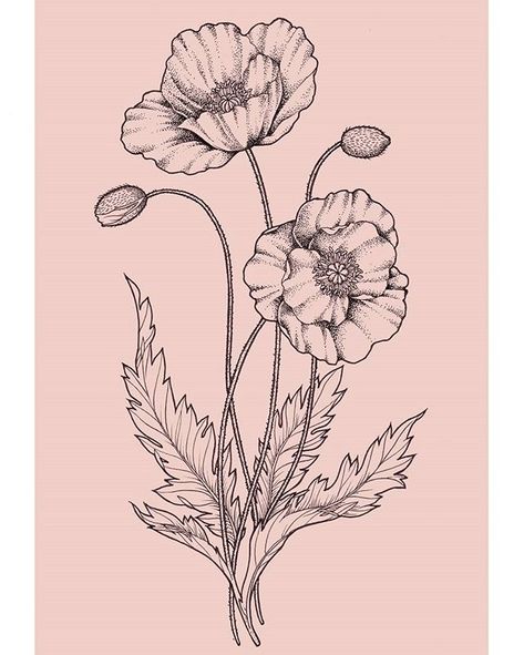 Reposting @bydiminou: #illustration #artstagram #art #instaart #sketchbook #blackandwhite #flower #tattoo #tattoodesign #poppy Poppy Flower Illustration Art Nouveau, Poppies Sketch, Poppy Flower Sketch, Poppy Botanical Illustration, Poppy Flower Tattoo Design, Poppy Flower Drawing, Fleurs Art Nouveau, Poppy Flower Tattoo, Blackwork Embroidery Patterns