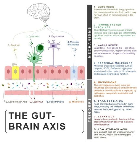 Nerf Vague, Gut Diet, All In Your Head, Brain Connections, Brain Anatomy, Gut Brain, Psychology Disorders, Amazing Body, Vagus Nerve