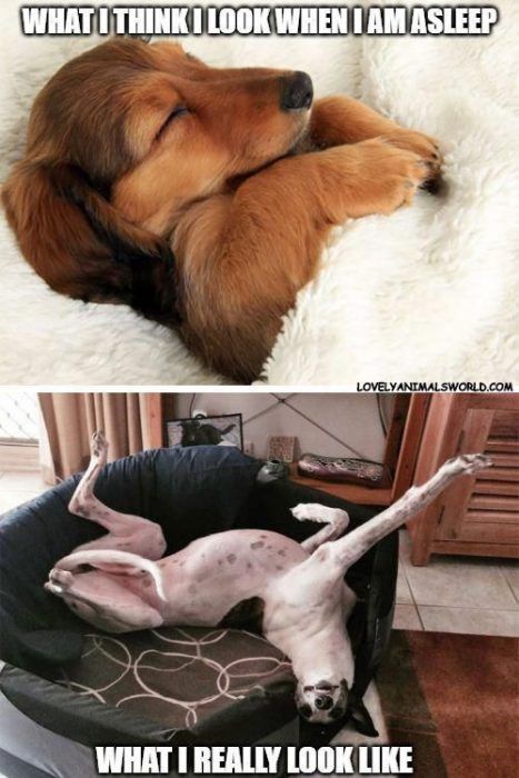 30 Hilarious Funny Animal Memes That Will Make You Laugh and Share with Friends #funnydogs #funnycats #funnyanimals #animalmemes #animalpics Dog Jokes, Cute Animal Memes, Funny Dog Memes, Memes Of The Day, Funny Animal Quotes, Lovely Animals, Funny Dog Pictures, Funny Animal Jokes, Memes Humor