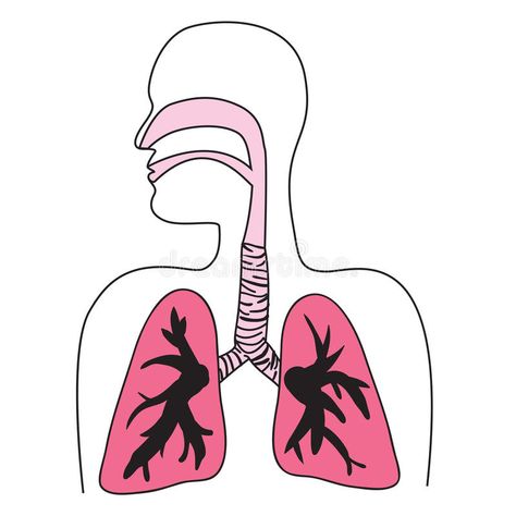 Human Respiratory System Diagram. Drawing of the human respiratory system in vec #Sponsored , #Ad, #Ad, #System, #Human, #system, #Diagram Respiratory System Illustration, Human Respiratory System Drawing, Respiratory System Drawing Easy, Human Respiratory System Diagram, Respiratory System Drawing, Respiratory System Diagram, Boat Drawing Simple, Anatomy Body Parts, Lungs Anatomy