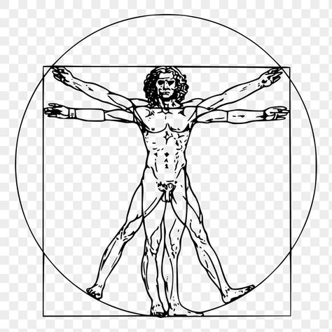 Human Anatomy Illustration, Drawing Human Anatomy, Da Vinci Vitruvian Man, Anatomy Illustration, Man Drawing, Vitruvian Man, Body Sketches, Basic Design, Drawing Human