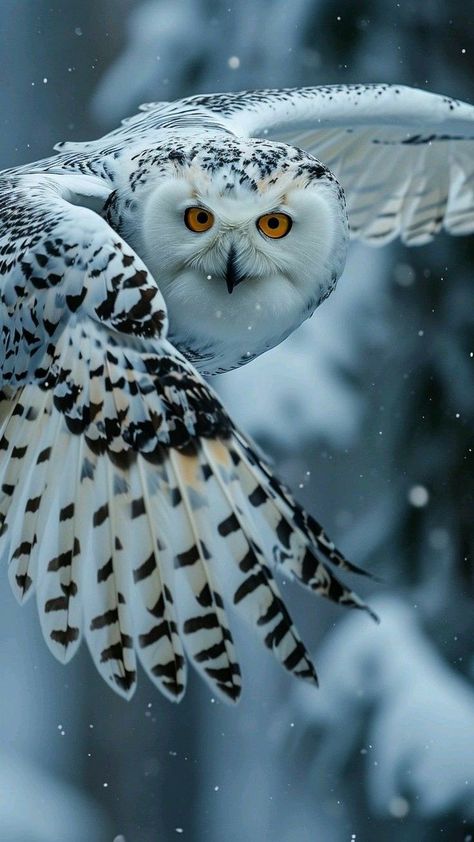 Owl In Flight, Animal Photography Wildlife, Birds Photography Nature, Owl Photography, Cutee Animals, Wild Art, Owl Wallpaper, Snow Owl, Foxes Photography