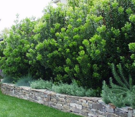 Wax Myrtle Tree Privacy Hedge, Arborvitae Landscaping, Wax Myrtle, Eastern Redbud Tree, Privacy Hedges, Green Giant Arborvitae, Zone 9b, Border Garden, Thuja Green Giant