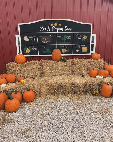 📍Lloyd’s Pumpkin Patch This place had a variety of kid’s activities that kept the kids entertained for hours. plus we got a treat for the ride home - yummy kettle corn and lemonade. #fallvibes #fulltimervwithkids #travelagent #rvlife #adventuretravel #fall #pumpkinpatch Pumpkin Patch At Home, S Activities, Kettle Corn, Fall Party, Rv Life, Kids Entertainment, Travel Agent, Pumpkin Patch, Fall Vibes