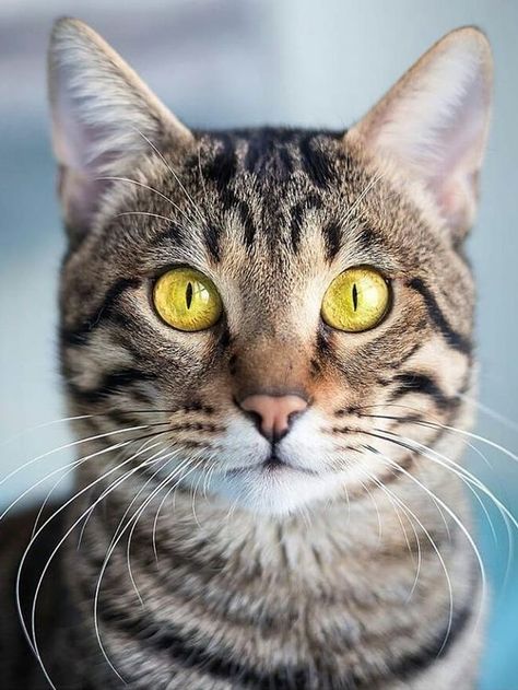 Cat Reference, Söt Katt, Animal Antics, Cat Photography, Funny Cat Pictures, Cat Portraits, Cute Kittens, Cat Face, Pretty Cats