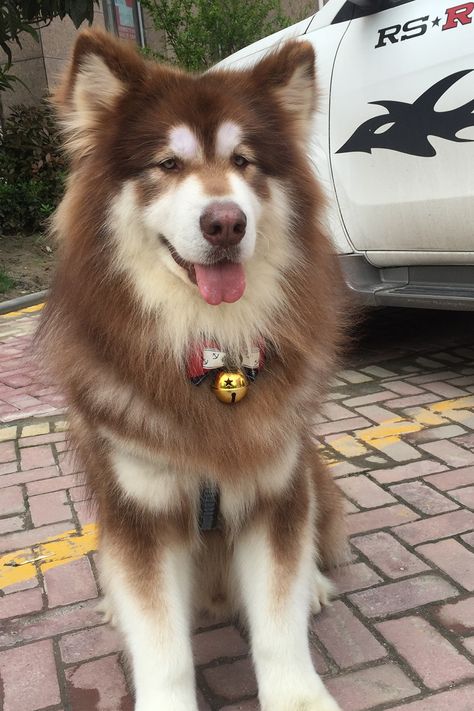 Big Fluffy Dogs Alaskan Malamute, Brown Alaskan Malamute, Brown Malamute, Alaskan Malamute Dog, Big Cute Dogs, Red Malamute, Alaskan Malamute Aesthetic, Pretty Dog Breeds, Cute Big Dogs