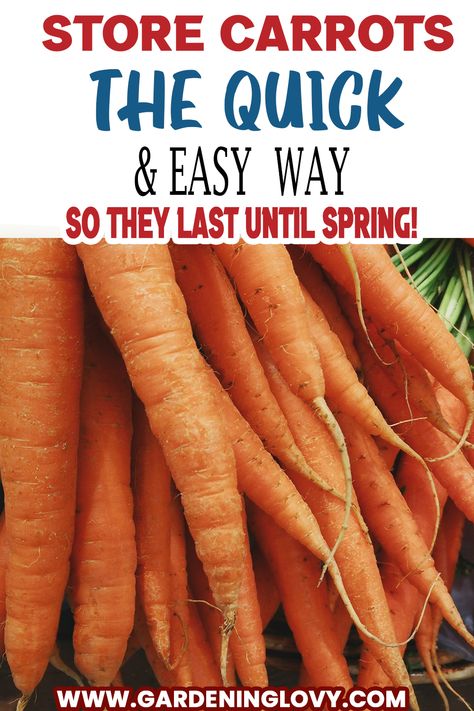 (21 Pro Hacks) Carrots Storage Tips For Keeping It Fresh Freezing Fresh Garden Carrots, Ways To Preserve Carrots, How To Preserve Carrots From The Garden, Storing Carrots In Sand, How To Preserve Carrots In Fridge, Can You Freeze Carrots, How To Store Carrots In The Fridge, Best Way To Store Carrots In The Fridge, What Can I Make With Carrots