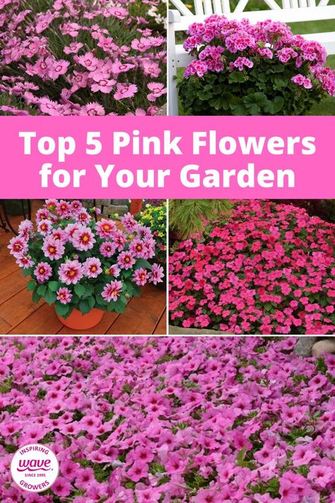 5 different pink flowers in gardens Pink Petunias, Plants With Pink Flowers, Easy Waves, Flower Pots Outdoor, Outdoor Flowers, Pink Garden, Pink And White Flowers, Container Flowers, Garden Stuff