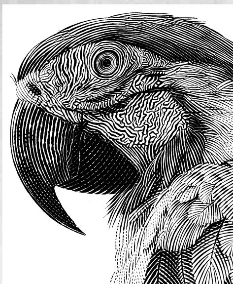 Illustration Design Black And White, Black And White Parrot Tattoo, Black White Illustration Art, Black And White Animal Painting, Linocut Sketches, Black And White Illustration Drawings, Animal Illustration Black And White, Hatching Art Sketches, Black And White Animal Drawings