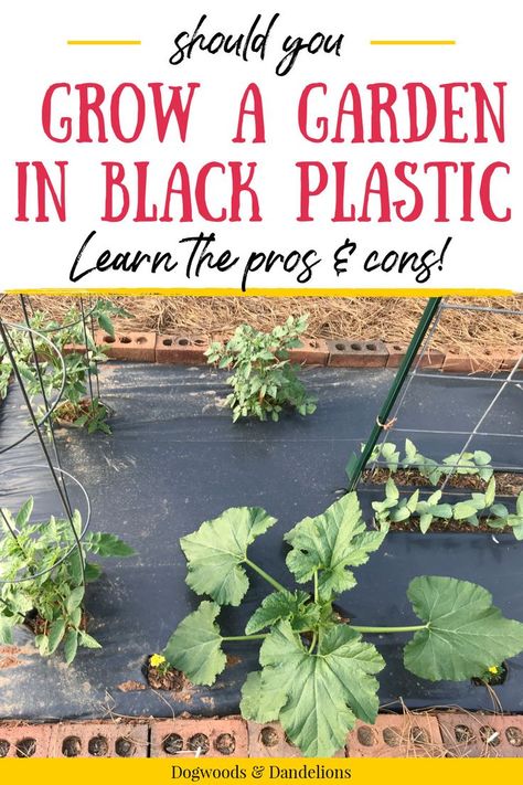 Growing a garden in black plastic is a great way to start a garden. Gardening with plastic also has many benefits. You can grow a weed-free vegetable garden and the black plastic actually conserves water. However, there are some drawbacks to using black plastic in the garden. How do you know if the black plastic gardening method is right for you? Is this a good method for beginning gardeners? Check out this post for all the details on using black plastic in the garden. No Weeding Garden, Fall Gardening, Chicken Keeping, Food Gardening, Winter Gardening, Meteor Garden 2018, Plant Growing, Magic Garden, Growing Tips